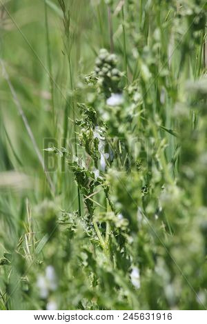 Spittle Bug Foam On A Thistle Plant. Immature Spittle Bugs Are Hidden Inside The White Frothy Foam A