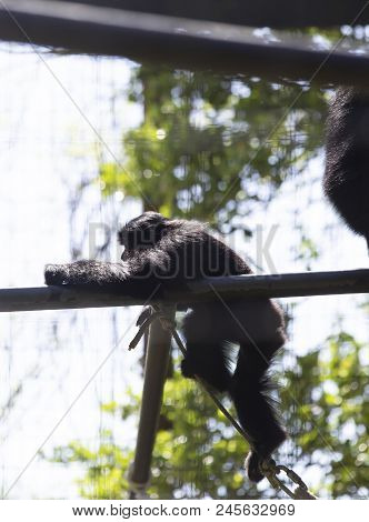 Siamang Gibbon (symphalangus Syndactylus) Playing In An Enclosure
