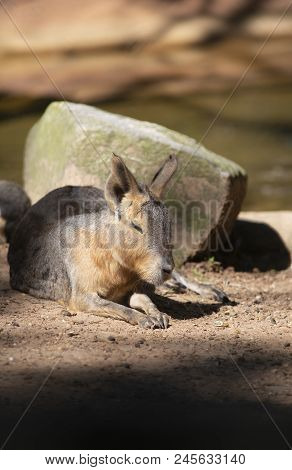 Cavy Resting In Front Of A Rock Near A Shallow Watering Hole