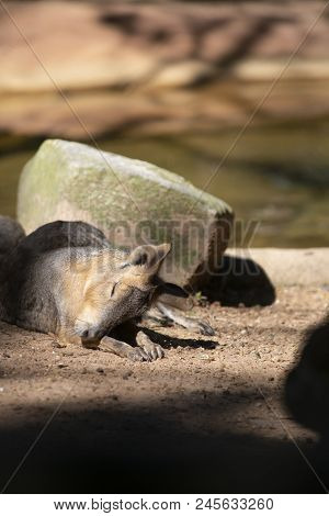 Cavy Resting In Front Of A Rock Near A Shallow Watering Hole