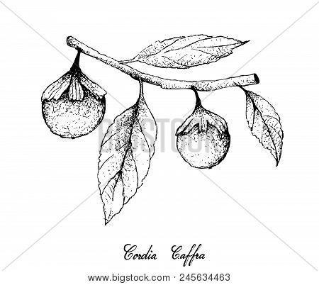 Tropical Fruit, Illustration Of Hand Drawn Sketch Cordia Caffra, Septee, Sun Tree Fruits Hanging On 