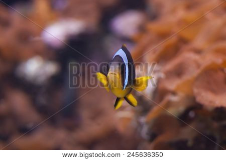 Blue Stripe Clownfish (amphiprion Chrysopterus) Swimming In Clear Water With Coral In The Background