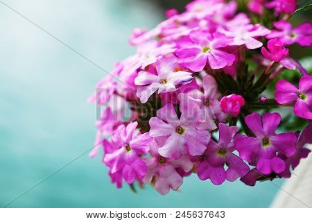Sender Vervain, Tuberous Vervain, Verbena Rigida On Light Blue Background