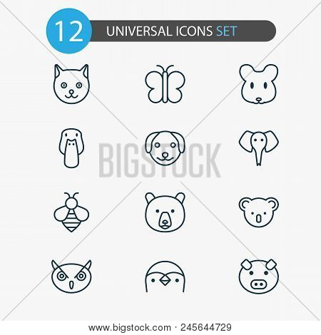Zoology Icons Set With Penguin, Owl, Bear And Other Diver Elements. Isolated  Illustration Zoology I