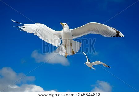 A Seagull Is Flying In The Blue Sky. Seabirds.