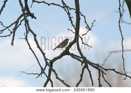 Wood Thrush Hylocichla Mustelina Perched On A Tree Branch Brown And White With Brown Spots