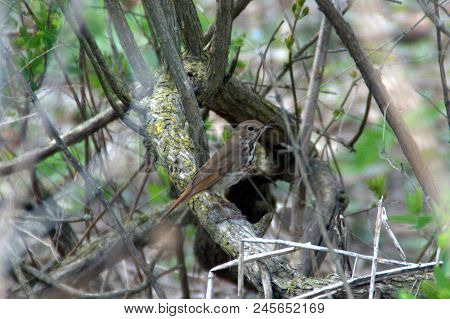 Wood Thrush Hylocichla Mustelina Perched On A Tree Branch Brown And White With Brown Spots
