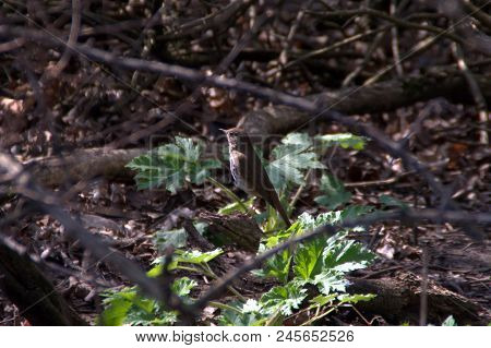 Wood Thrush Hylocichla Mustelina Perched On A Forest Floor Brown And White With Brown Spots