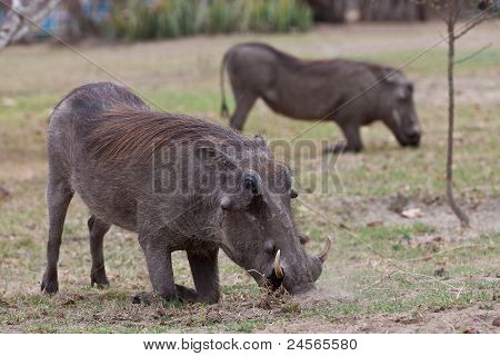 Африканский бородавочник на колени