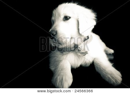 Chiot Golden