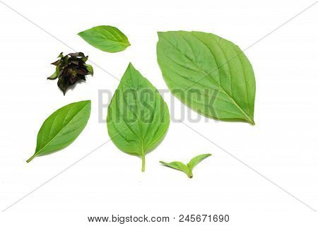 Top View Of Leaves Sweet Basil Or Thai Basil Isolated On White Background. (horapa,ocimum Basilicum 