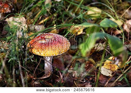 Mushroom Fly Agaric In The Forest In Grass In Autumn Forest