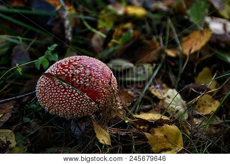 Mushroom Fly Agaric In The Forest In Grass In Autumn Forest