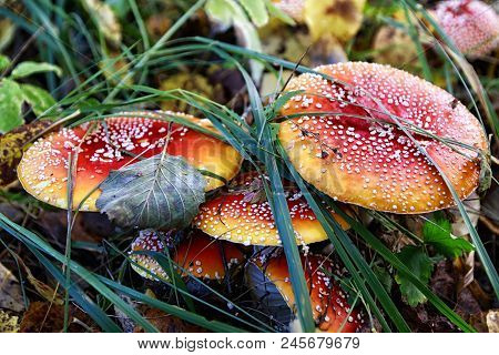 Mushroom Fly Agaric In The Forest In Grass In Autumn Forest