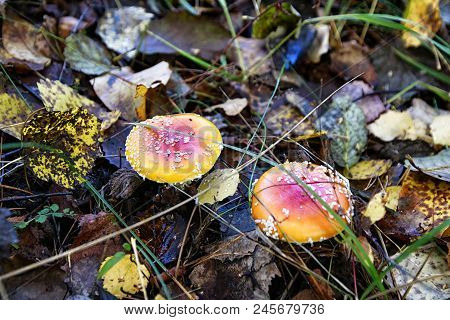 Mushroom Fly Agaric In The Forest In Grass In Autumn Forest