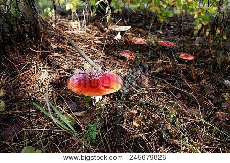 Mushroom Fly Agaric In The Forest In Grass In Autumn Forest