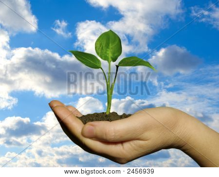 Plante