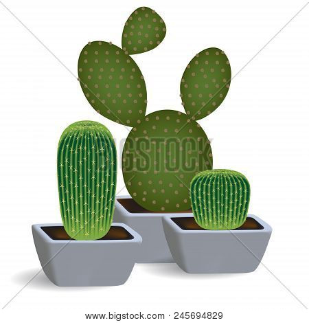 3d Set Of Three Cacti In Square Pots. Indoor Plants Of Succulents Opuntia And Echinopsis On A White 