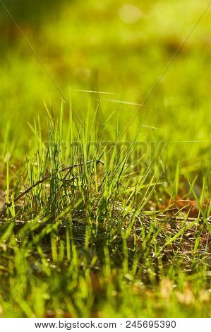 Grassblades closeup on a field