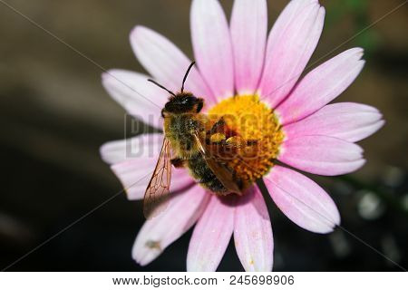 A Leaf Cutter Bee On The Centre Of A Daisy