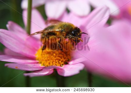 A Leaf Cutter Bee Cleaning Its Antenna On A Daisy