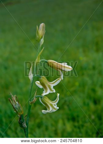 Habenaria Heyneana, Toothbrush Orchid, Kangwa Habe-amri, Flowers