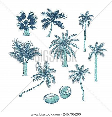 Vector Set Of Palm. Different Kinds Of Tropical Trees And Coconut. Contour Sketch Illustration Isola