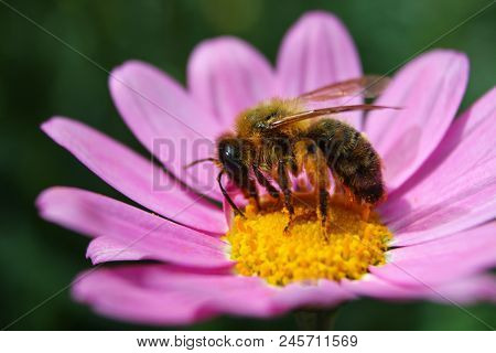 A Leaf Cutter Bee Feeding On Pink Daisy