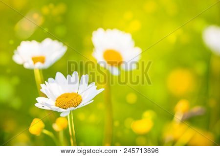 Summer Background: Flower Field With Camomile Flowers Lit By Sinset Light. Copy Space.