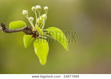 Bella primavera delicato fiori gemme.
