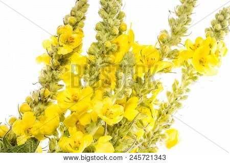 Verbascum Densiflorum - Mullein Flower Isolated On A White Background