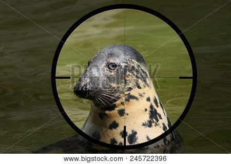 Baltic Grey Seal (halichoerus Grypus Macrorhynchus) In The Crosshair Of The Optical Sight Of The Hun
