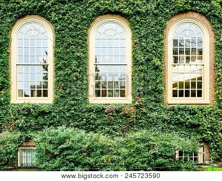Ivy wall in Harvard at Cambridge, Massachusetts, USA.