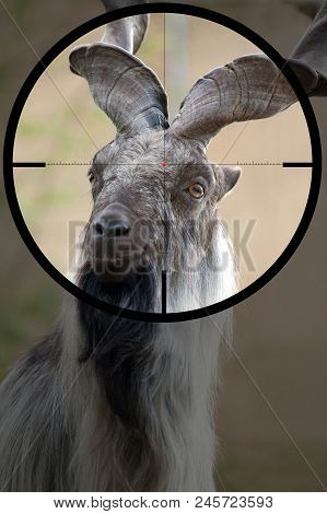 Male Turkmenian Markhor (capra Falconeri Heptneri) In The Crosshair Of The Optical Sight Of The Hunt
