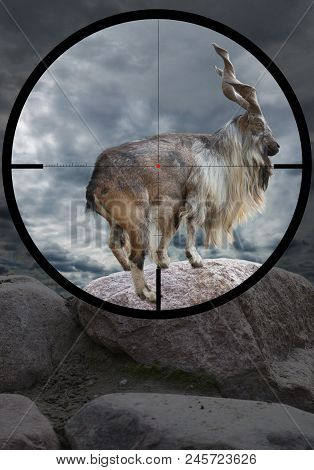Male Turkmenian Markhor (capra Falconeri Heptneri) In The Crosshair Of The Optical Sight Of The Hunt