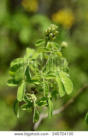 Dalmatian Laburnum Flower Buds And Leaves - Latin Name - Petteria Ramentacea