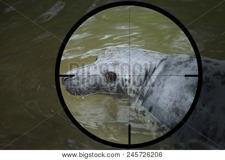 Baltic Grey Seal (halichoerus Grypus Macrorhynchus) In The Crosshair Of The Optical Sight Of The Hun