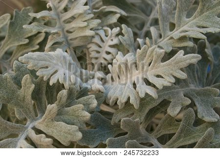 Close Up Of Beautiful Wooly Leaves Of Silver Ragwort.