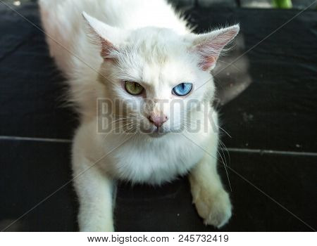 Unhappy Cat Feeling With Different Color Eyes