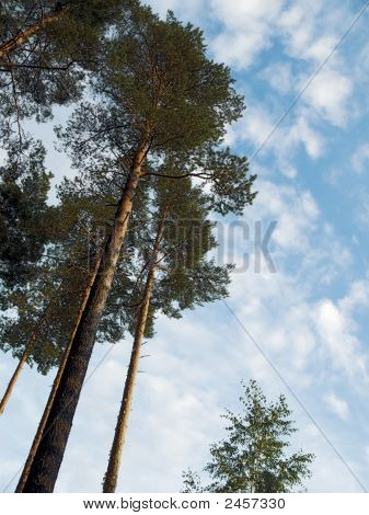 Kiefer, Himmel, Wolken