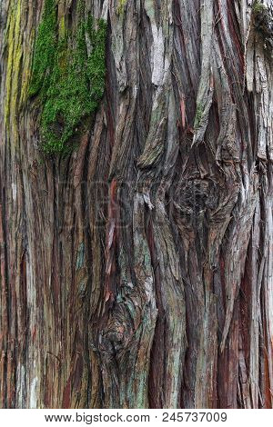 The Texture From A Bark Of Gigantic Plicata Thuja Tree With Green Moss