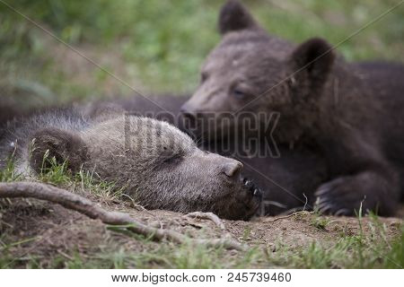 Bear Cub Brothers Sleeping On The Ground With Eyes Clsoed Up Close