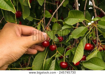 Pov - Picking Fresh Organic Sour Cherries Hanging In The Montmorency Cherry Tree.