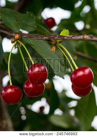 Organic Sour Cherries Hanging In The Tree Branch