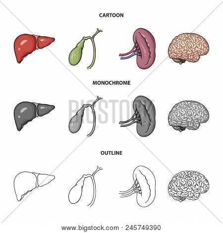 Liver, Gallbladder, Kidney, Brain. Human Organs Set Collection Icons In Cartoon, Outline, Monochrome