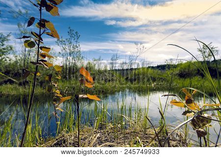 Proto On The Edge Of The Forest Overgrown With Small Shrubs And Dense Grass Against A Blue Cloudy Sk