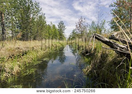 Proto On The Edge Of The Forest Overgrown With Small Shrubs And Dense Grass Against A Blue Cloudy Sk