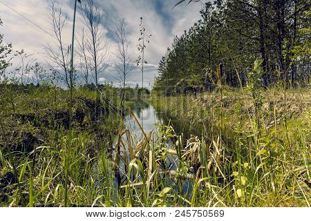 Proto On The Edge Of The Forest Overgrown With Small Shrubs And Dense Grass Against A Blue Cloudy Sk
