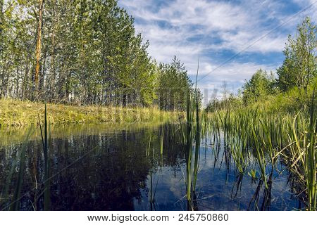Proto On The Edge Of The Forest Overgrown With Small Shrubs And Dense Grass Against A Blue Cloudy Sk