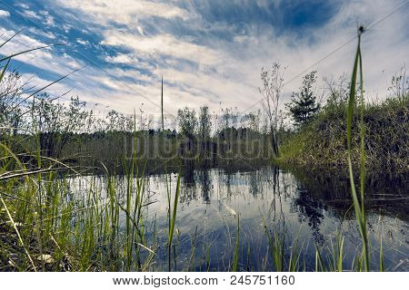 Proto On The Edge Of The Forest Overgrown With Small Shrubs And Dense Grass Against A Blue Cloudy Sk